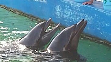 下田海中水族館に投稿された画像（2023/9/30）