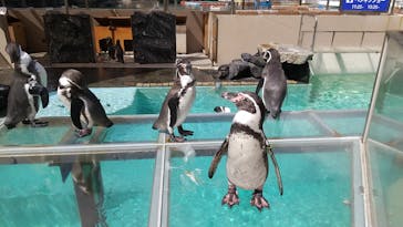 下田海中水族館に投稿された画像（2023/9/30）