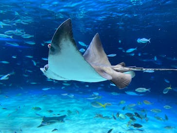 サンシャイン水族館に投稿された画像（2023/9/30）