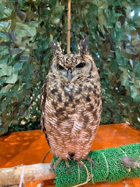 いきもの探検隊上尾に投稿された画像（2023/9/30）