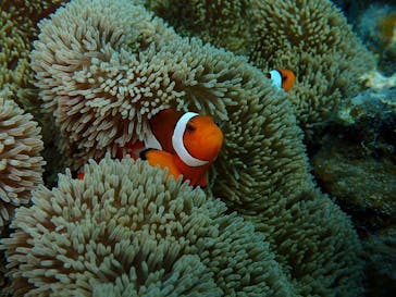 宮古島 ADVENTURE PiPi（ミヤコジマ アドベンチャー ピピ）に投稿された画像（2023/9/30）