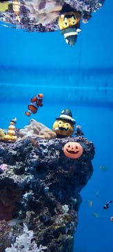 アクアワールド茨城県大洗水族館に投稿された画像（2023/9/30）