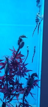 アクアワールド茨城県大洗水族館に投稿された画像（2023/9/30）