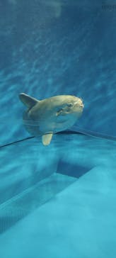 アクアワールド茨城県大洗水族館に投稿された画像（2023/9/30）