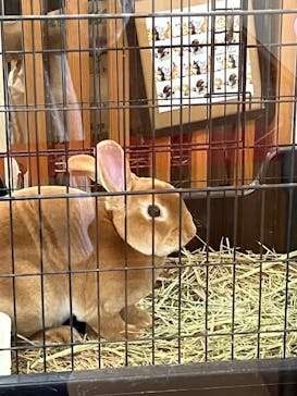 淡路ファームパーク イングランドの丘に投稿された画像（2023/9/30）