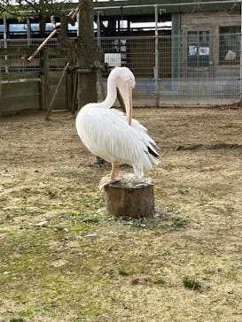 淡路ファームパーク イングランドの丘に投稿された画像（2023/9/30）