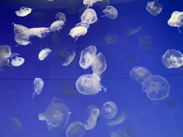 アクアワールド茨城県大洗水族館に投稿された画像（2023/9/30）