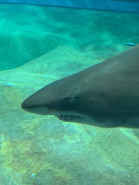 アクアワールド茨城県大洗水族館に投稿された画像（2023/9/30）
