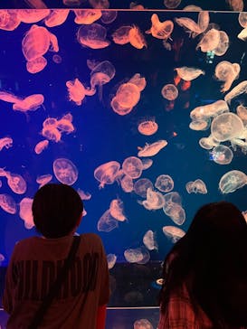 名古屋港水族館に投稿された画像（2023/9/30）