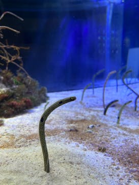 名古屋港水族館に投稿された画像（2023/9/30）