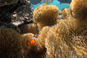 宮古島 ADVENTURE PiPi（ミヤコジマ アドベンチャー ピピ）に投稿された画像（2023/9/30）