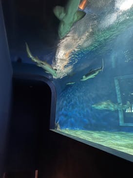 アクアワールド茨城県大洗水族館に投稿された画像（2023/9/30）