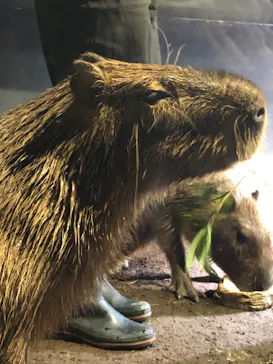 マクセル アクアパーク品川に投稿された画像（2023/9/30）