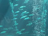 環境水族館アクアマリンふくしまに投稿された画像（2023/10/1）