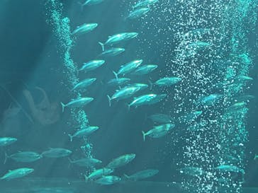環境水族館アクアマリンふくしまに投稿された画像（2023/9/30）