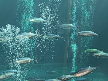 環境水族館アクアマリンふくしまに投稿された画像（2023/9/30）