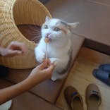 猫カフェモカ　池袋西口店に投稿された画像（2023/10/1）