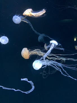 サンシャイン水族館に投稿された画像（2023/10/1）