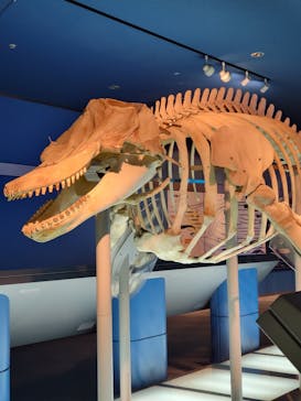 名古屋港水族館に投稿された画像（2023/10/1）