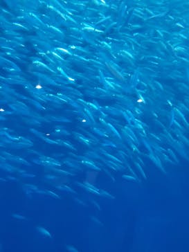 名古屋港水族館に投稿された画像（2023/10/1）