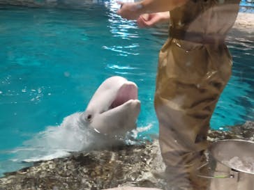 名古屋港水族館に投稿された画像（2023/10/1）