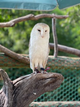 しろとり動物園に投稿された画像（2023/10/1）