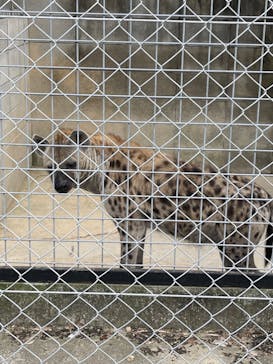 しろとり動物園に投稿された画像（2023/10/1）