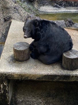 奥飛騨クマ牧場に投稿された画像（2023/10/1）