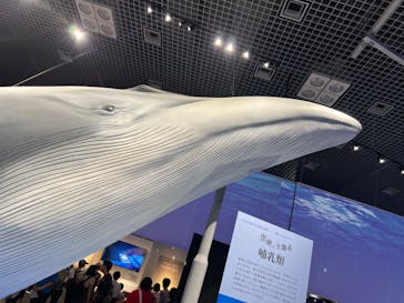 特別展「海　―生命のみなもと―」（国立科学博物館）に投稿された画像（2023/10/1）