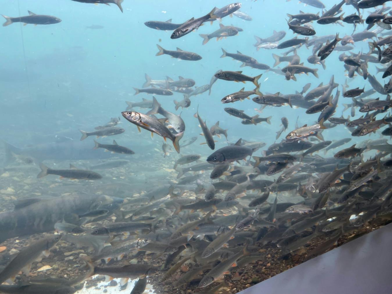 川の中を直接見れるのはすごい! |鮭男 さまの口コミ|アソビュー!