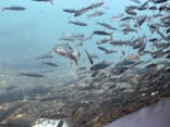 サケのふるさと 千歳水族館に投稿された画像（2023/10/1）