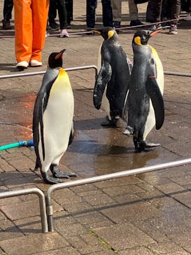 登別マリンパークニクスに投稿された画像（2023/10/1）