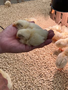 Moff アニマル カフェ イーアス 高尾店に投稿された画像（2023/10/1）