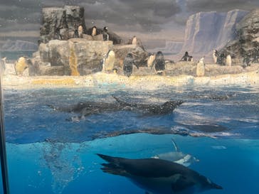 名古屋港水族館に投稿された画像（2023/10/1）