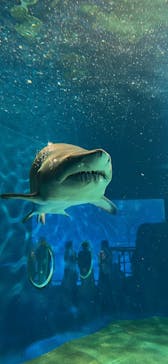 アクアワールド茨城県大洗水族館に投稿された画像（2023/10/1）