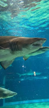 アクアワールド茨城県大洗水族館に投稿された画像（2023/10/1）