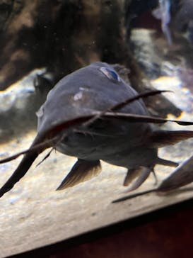 カワスイ 川崎⽔族館に投稿された画像（2023/10/1）