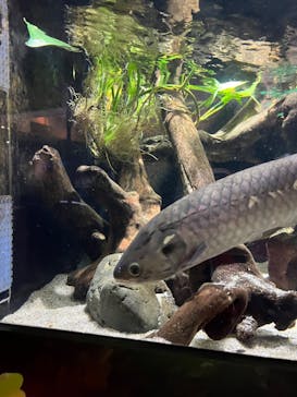 カワスイ 川崎⽔族館に投稿された画像（2023/10/1）