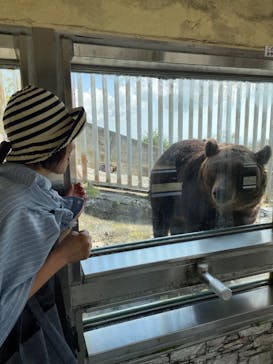 のぼりべつクマ牧場に投稿された画像（2023/10/1）