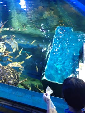 しながわ水族館に投稿された画像（2023/10/1）