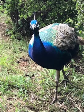 伊豆シャボテン動物公園に投稿された画像（2023/10/1）