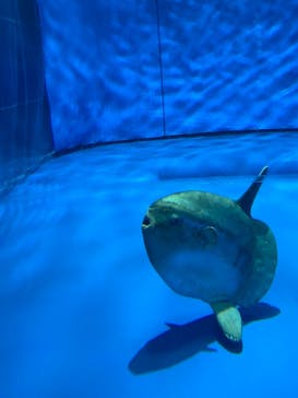 アクアワールド茨城県大洗水族館に投稿された画像（2023/10/1）