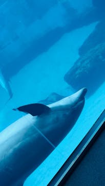 名古屋港水族館に投稿された画像（2023/10/1）