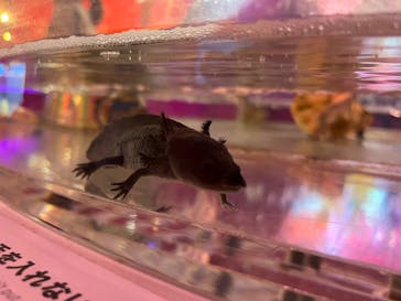 NARA IKIMONO MUSEUMに投稿された画像（2023/10/1）