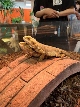 NARA IKIMONO MUSEUMに投稿された画像（2023/10/1）