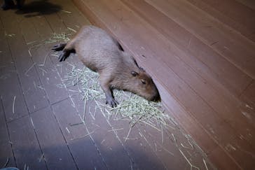 カワスイ 川崎⽔族館に投稿された画像（2023/10/1）