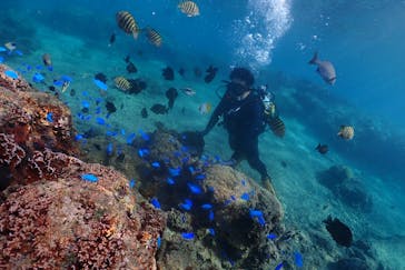 ダイビングショップ　ハイビスカスに投稿された画像（2023/10/1）