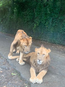 群馬サファリパークに投稿された画像（2023/10/1）