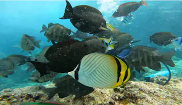 武藤潜水に投稿された画像（2023/10/1）