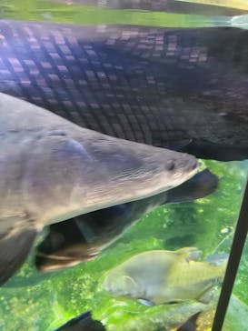 カワスイ 川崎⽔族館に投稿された画像（2023/10/1）